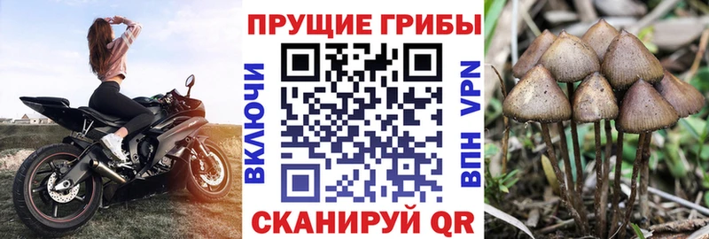 мориарти какой сайт Шуя Псилоцибиновые грибы мицелий